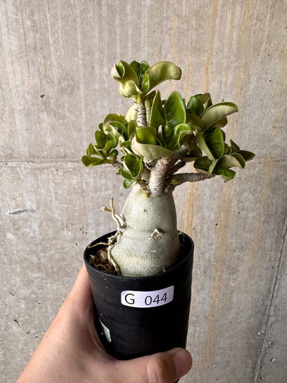 【現品限り】アデニウム・DHA 大株 葉巻【G44】 Adenium DHA