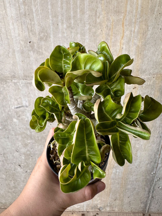 【現品限り】アデニウム・DHA 大株 葉巻【G44】 Adenium DHA