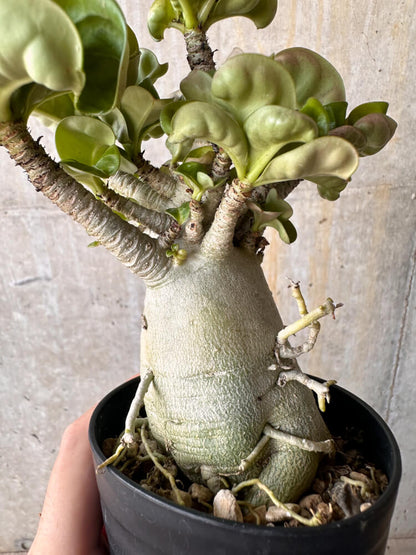 【現品限り】アデニウム・DHA 大株 葉巻【G44】 Adenium DHA