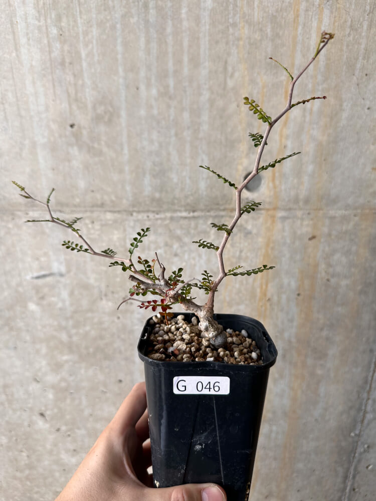 【現品限り】オペルクリカリア・パキプス 根挿し 大【G46】 Operculicarya pachypus