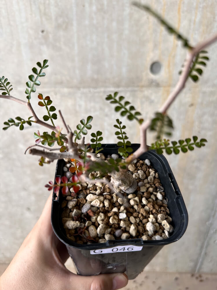 【現品限り】オペルクリカリア・パキプス 根挿し 大【G46】 Operculicarya pachypus