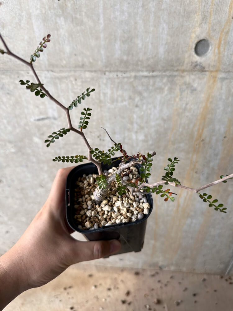 【現品限り】オペルクリカリア・パキプス 根挿し 大【G46】 Operculicarya pachypus