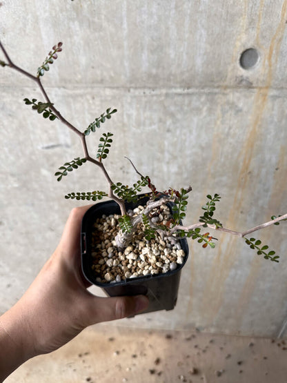 【現品限り】オペルクリカリア・パキプス 根挿し 大【G46】 Operculicarya pachypus