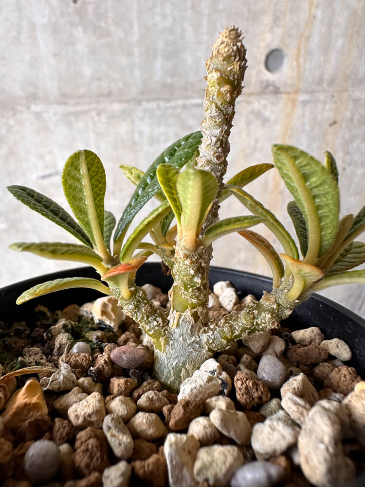 現品限り】ドルステニア・ギガス 実生【G47】 Dorstenia gigas 塊根