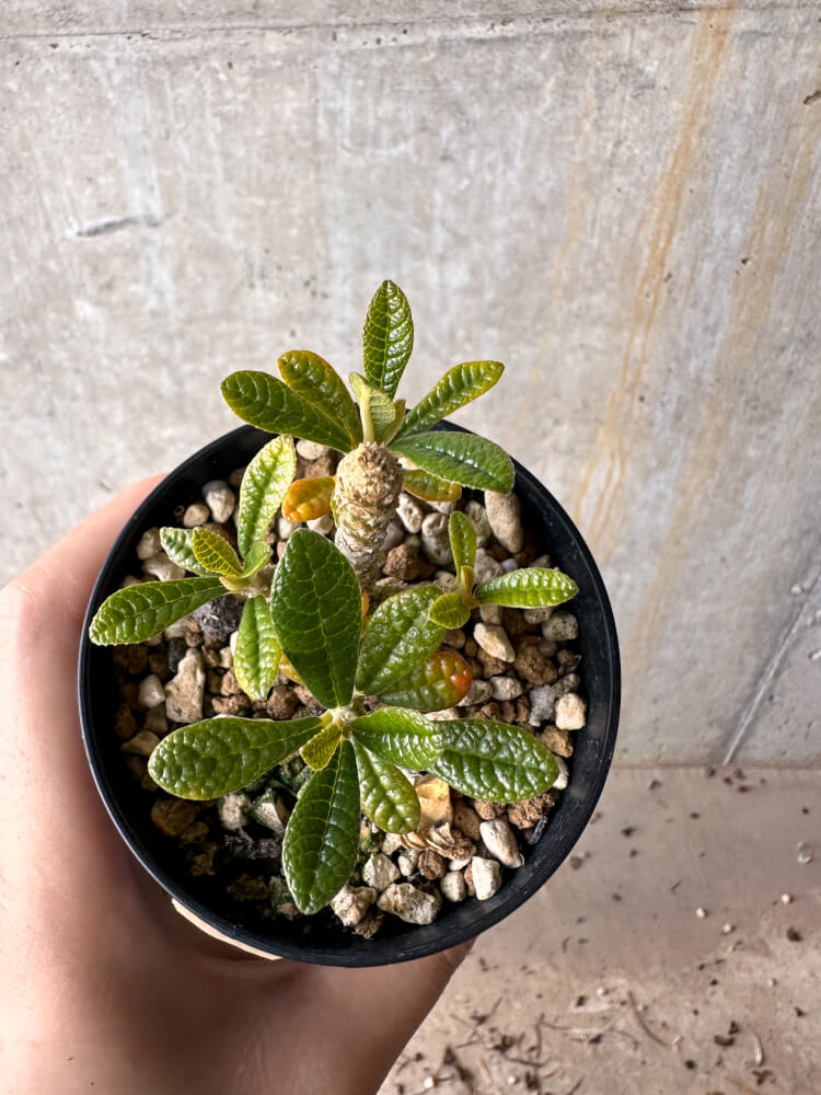 【現品限り】ドルステニア・ギガス 実生【G47】 Dorstenia gigas