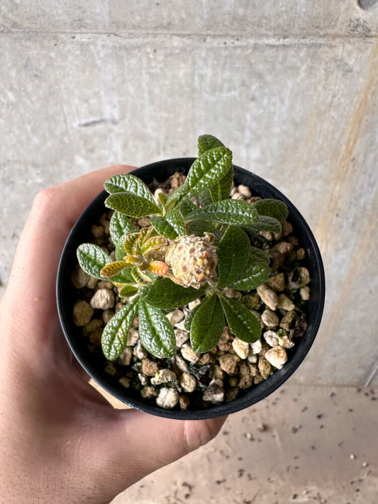 【現品限り】ドルステニア・ギガス 実生【G48】 Dorstenia gigas