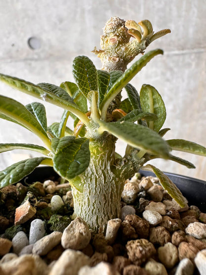 【現品限り】ドルステニア・ギガス 実生【G48】 Dorstenia gigas