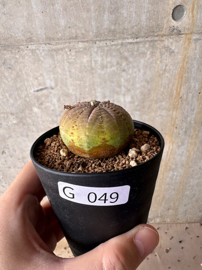 【現品限り】ユーフォルビア・オベサ【G49】 Euphorbia obesa