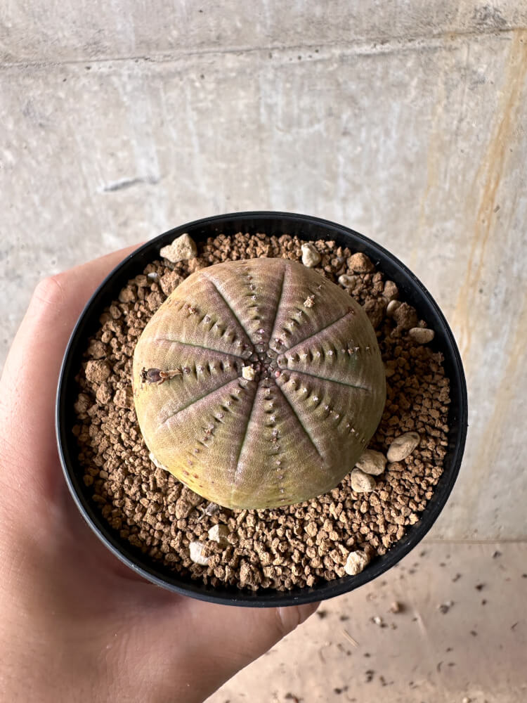 【現品限り】ユーフォルビア・オベサ【G49】 Euphorbia obesa