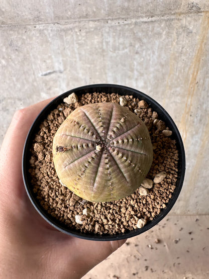 【現品限り】ユーフォルビア・オベサ【G49】 Euphorbia obesa