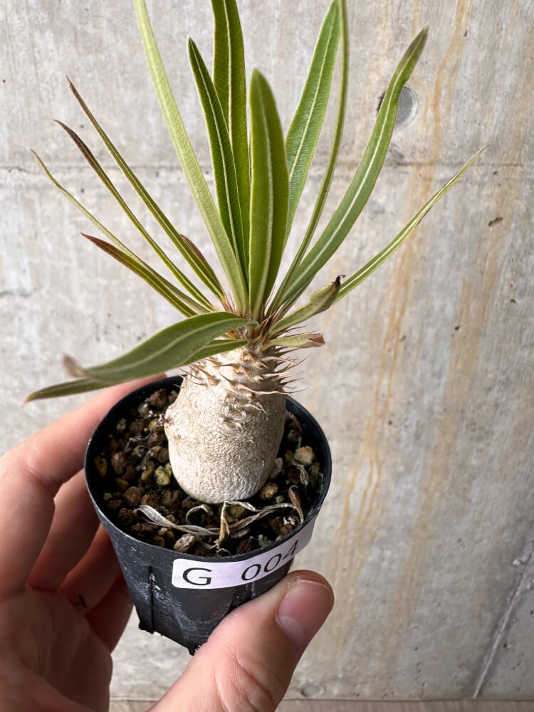 【現品限り】パキポディウム・グラキリス【G4】 Pachypodium gracilius