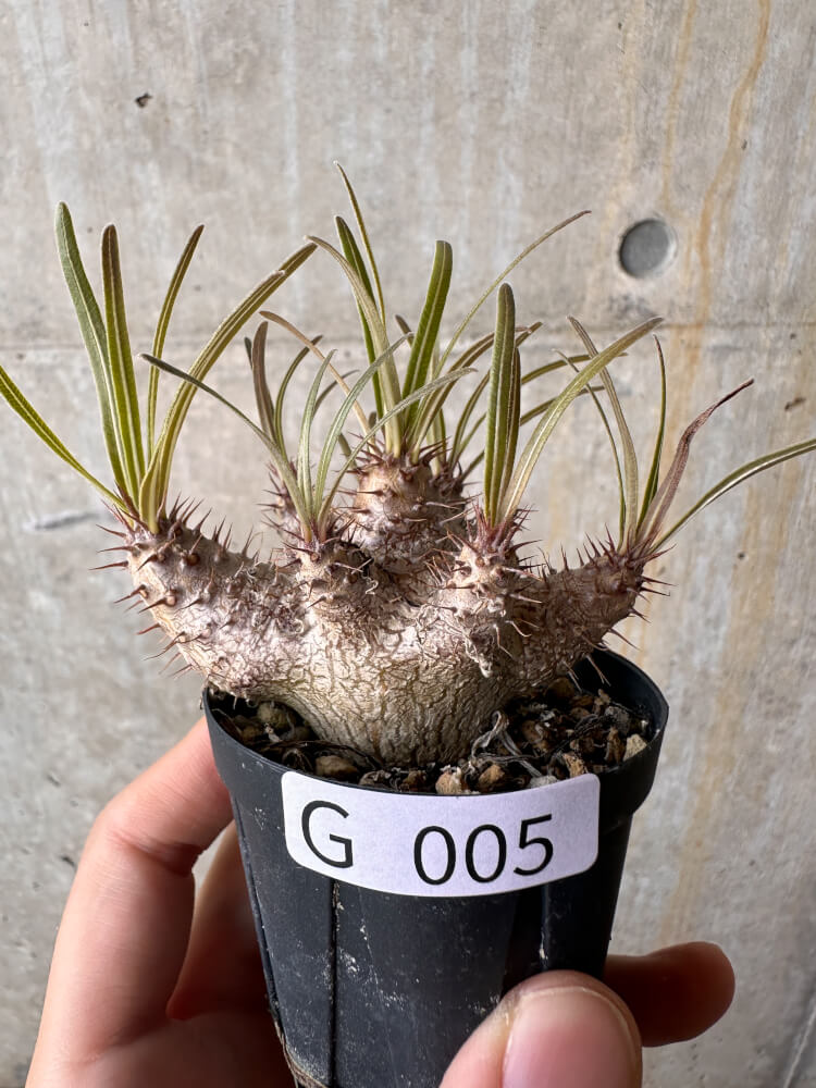 【現品限り】パキポディウム・グラキリス【G5】 Pachypodium gracilius