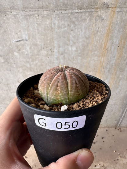 【現品限り】ユーフォルビア・オベサ【G50】 Euphorbia obesa