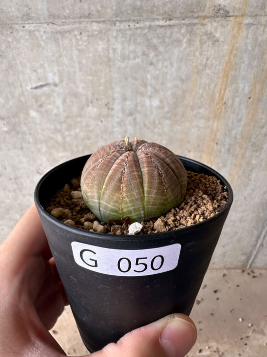 【現品限り】ユーフォルビア・オベサ【G50】 Euphorbia obesa