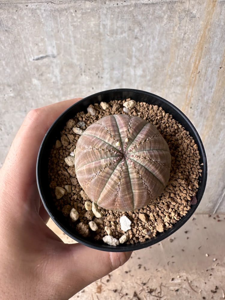 【現品限り】ユーフォルビア・オベサ【G50】 Euphorbia obesa
