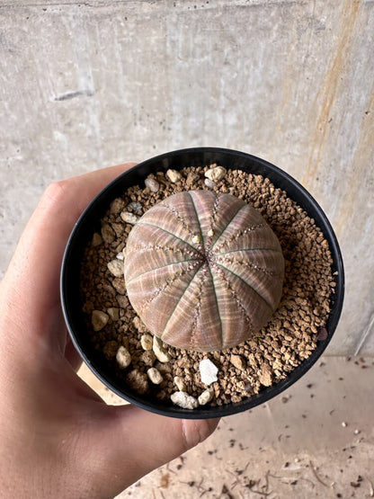 【現品限り】ユーフォルビア・オベサ【G50】 Euphorbia obesa