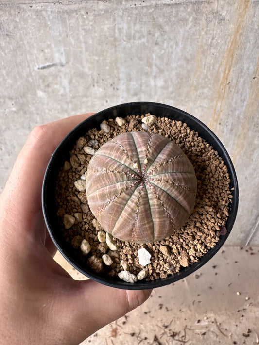 【現品限り】ユーフォルビア・オベサ【G50】 Euphorbia obesa