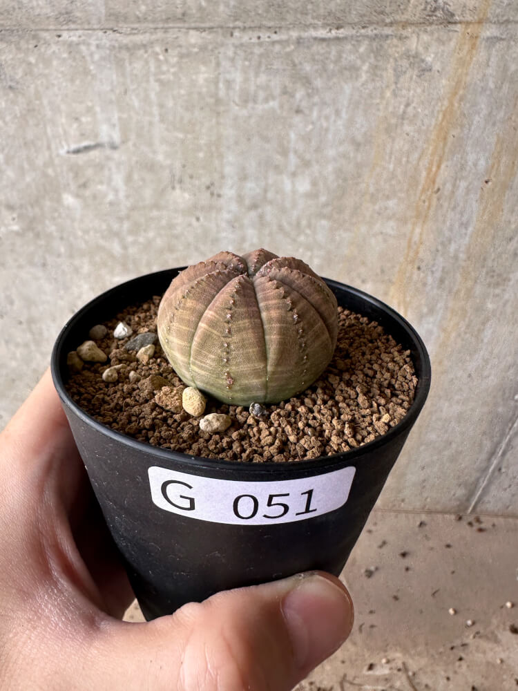 【現品限り】ユーフォルビア・オベサ【G51】 Euphorbia obesa
