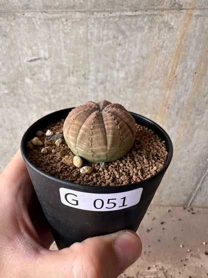 【現品限り】ユーフォルビア・オベサ【G51】 Euphorbia obesa