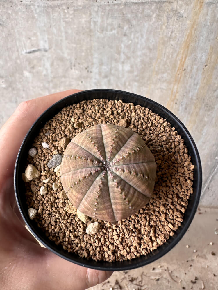 【現品限り】ユーフォルビア・オベサ【G51】 Euphorbia obesa