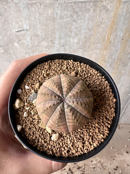 【現品限り】ユーフォルビア・オベサ【G51】 Euphorbia obesa