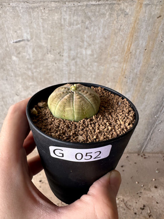 【現品限り】ユーフォルビア・オベサ【G52】 Euphorbia obesa