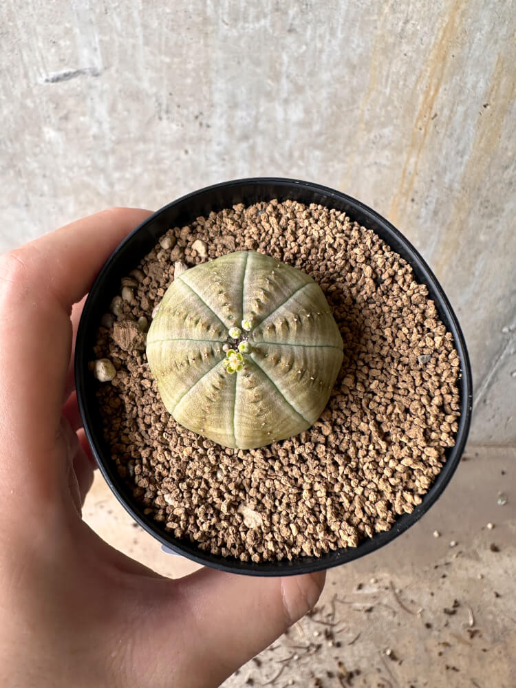 【現品限り】ユーフォルビア・オベサ【G52】 Euphorbia obesa