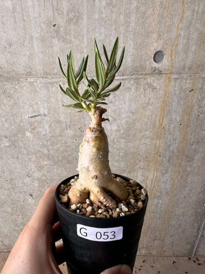 【現品限り】パキポディウム・ビスピノーサム【G53】 Pachypodium bispinosum