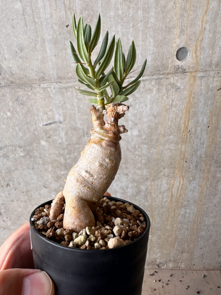 【現品限り】パキポディウム・ビスピノーサム【G53】 Pachypodium bispinosum