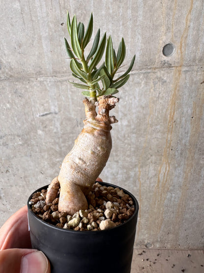 【現品限り】パキポディウム・ビスピノーサム【G53】 Pachypodium bispinosum