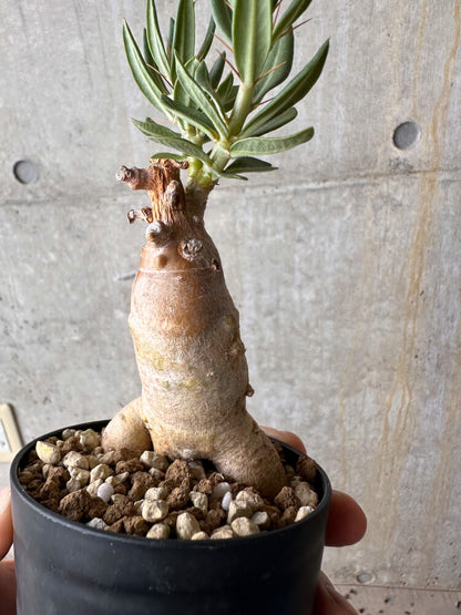 【現品限り】パキポディウム・ビスピノーサム【G53】 Pachypodium bispinosum