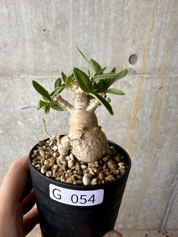 【現品限り】パキポディウム・ビスピノーサム【G54】 Pachypodium bispinosum