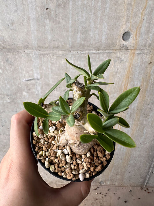 【現品限り】パキポディウム・ビスピノーサム【G54】 Pachypodium bispinosum