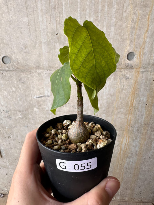 【現品限り】プセウドボンバックス・エリプティクム【G55】 Pseudobombax ellipticum ‘Rubrum