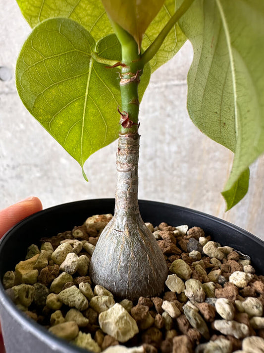 【現品限り】プセウドボンバックス・エリプティクム【G55】 Pseudobombax ellipticum ‘Rubrum