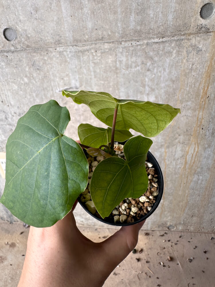 【現品限り】プセウドボンバックス・エリプティクム【G55】 Pseudobombax ellipticum ‘Rubrum