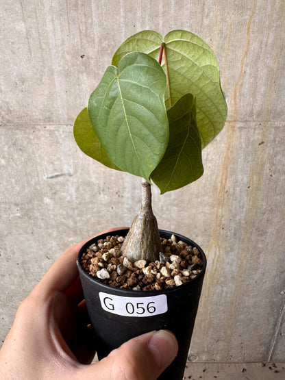 【現品限り】プセウドボンバックス・エリプティクム【G56】 Pseudobombax ellipticum ‘Rubrum