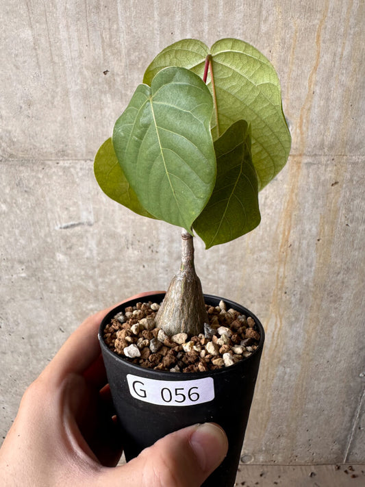 【現品限り】プセウドボンバックス・エリプティクム【G56】 Pseudobombax ellipticum ‘Rubrum