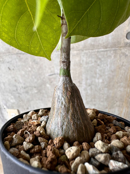 【現品限り】プセウドボンバックス・エリプティクム【G56】 Pseudobombax ellipticum ‘Rubrum