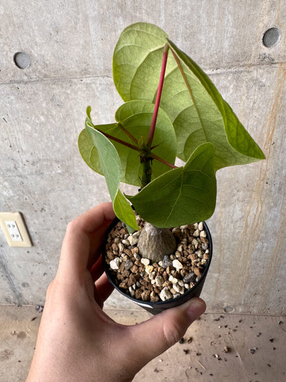 【現品限り】プセウドボンバックス・エリプティクム【G56】 Pseudobombax ellipticum ‘Rubrum