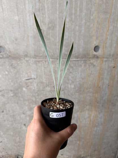 【現品限り】ブーファン・ディスティチャ【G57】 Boophane disticha