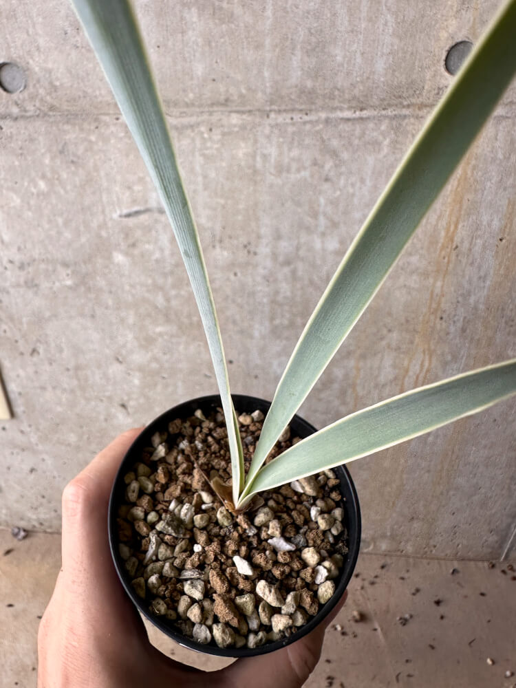 【現品限り】ブーファン・ディスティチャ【G57】 Boophane disticha