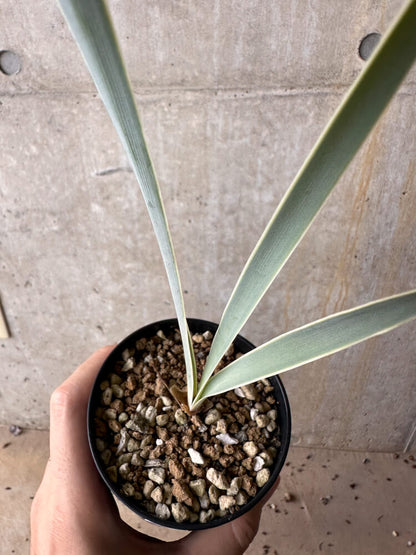 【現品限り】ブーファン・ディスティチャ【G57】 Boophane disticha