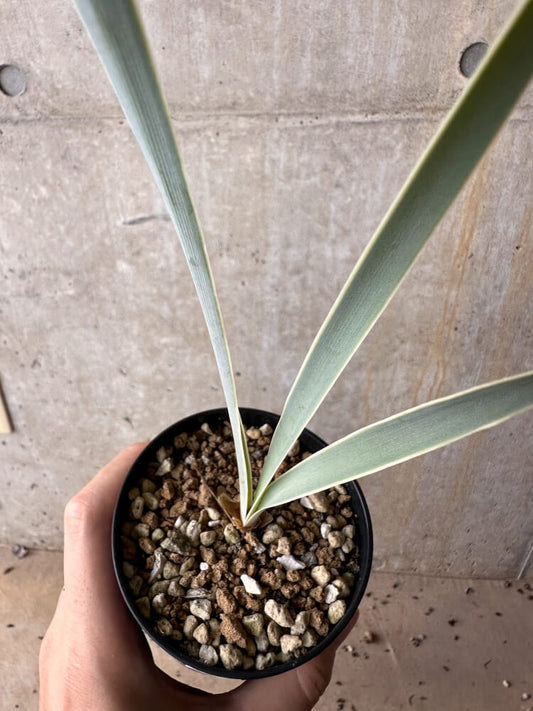 【現品限り】ブーファン・ディスティチャ【G57】 Boophane disticha