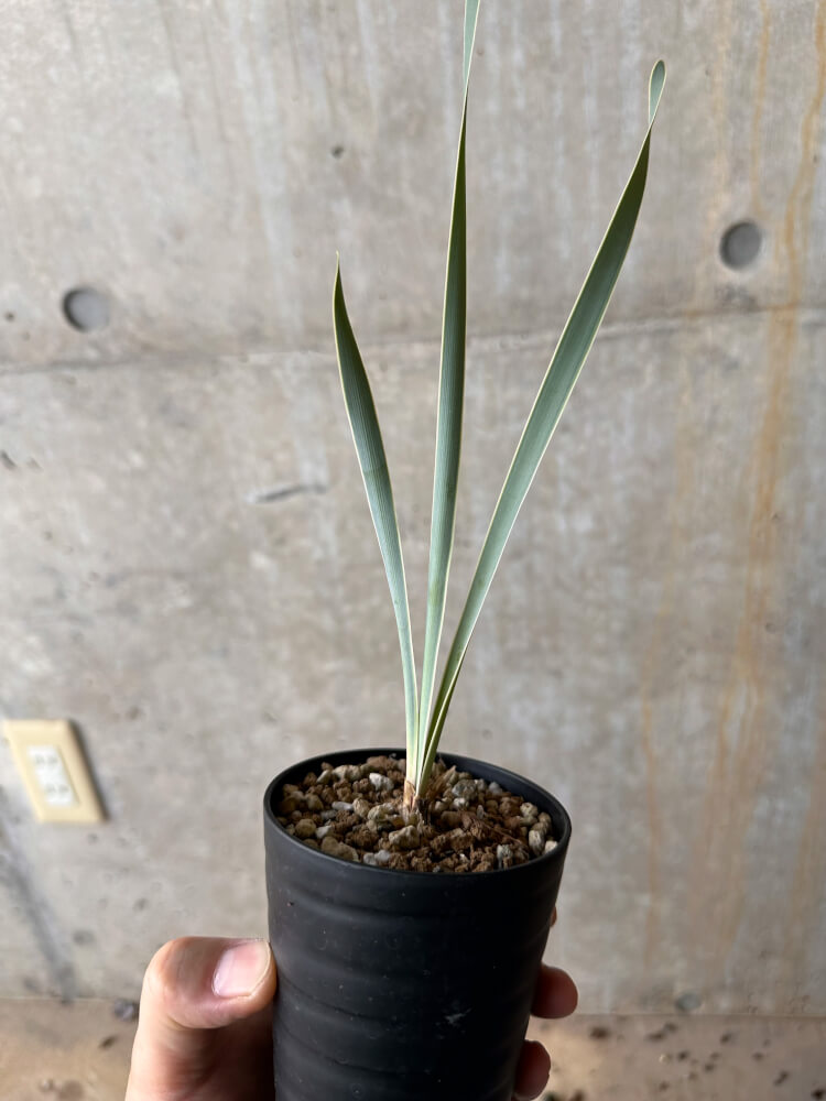 【現品限り】ブーファン・ディスティチャ【G57】 Boophane disticha