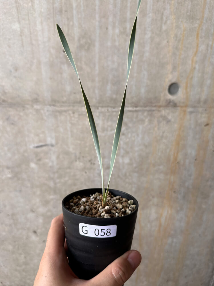 【現品限り】ブーファン・ディスティチャ【G58】 Boophane disticha