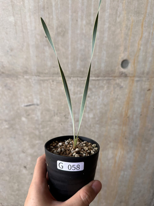 【現品限り】ブーファン・ディスティチャ【G58】 Boophane disticha