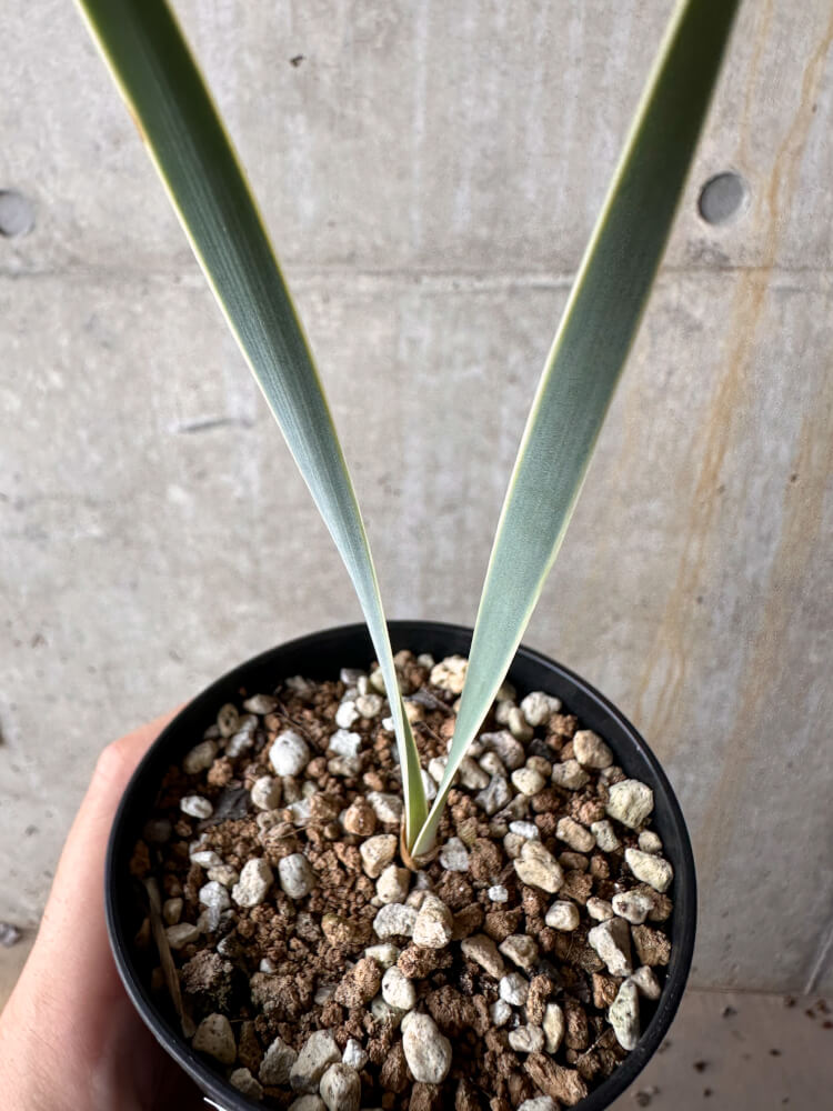 【現品限り】ブーファン・ディスティチャ【G58】 Boophane disticha