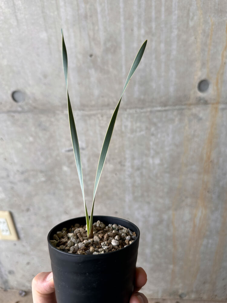 【現品限り】ブーファン・ディスティチャ【G58】 Boophane disticha