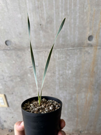 【現品限り】ブーファン・ディスティチャ【G58】 Boophane disticha